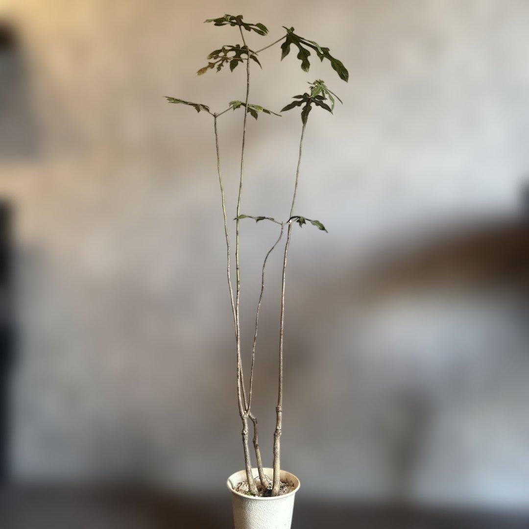 ボトルツリー 2026希少ブラキキトン ディスカラー新芽でてます 鉢付き