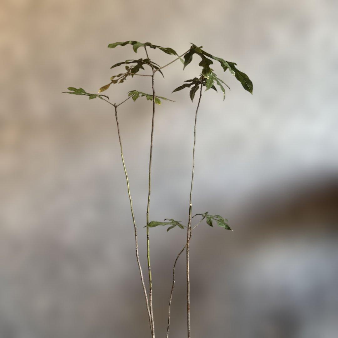 ボトルツリー 2026希少ブラキキトン ディスカラー新芽でてます 鉢付き