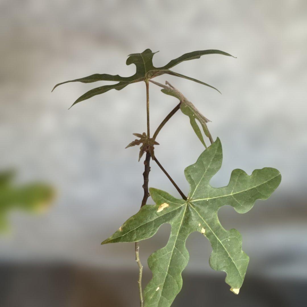 ボトルツリー 2026希少ブラキキトン ディスカラー新芽でてます 鉢付き