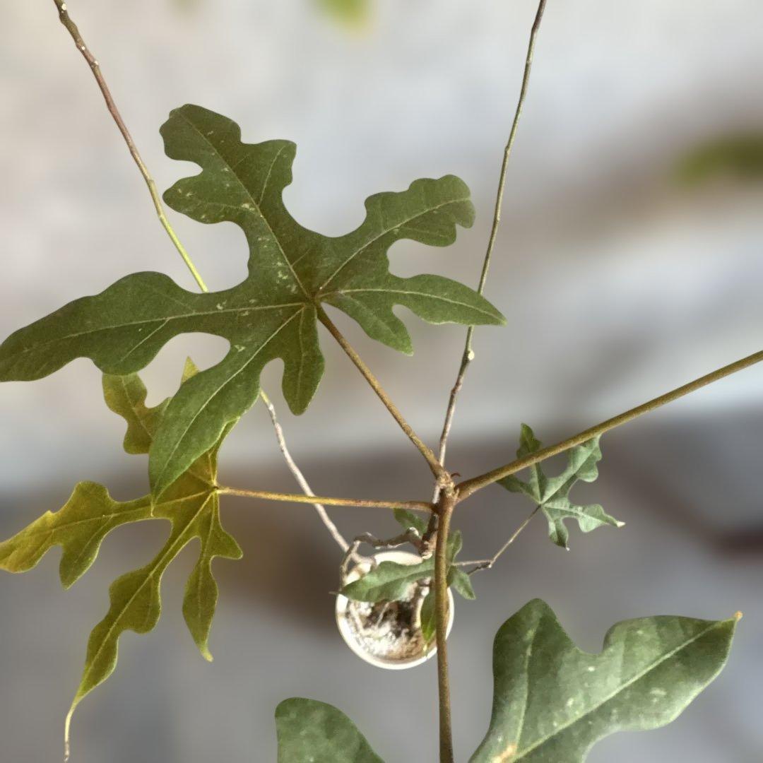 ボトルツリー 2026希少ブラキキトン ディスカラー新芽でてます 鉢付き