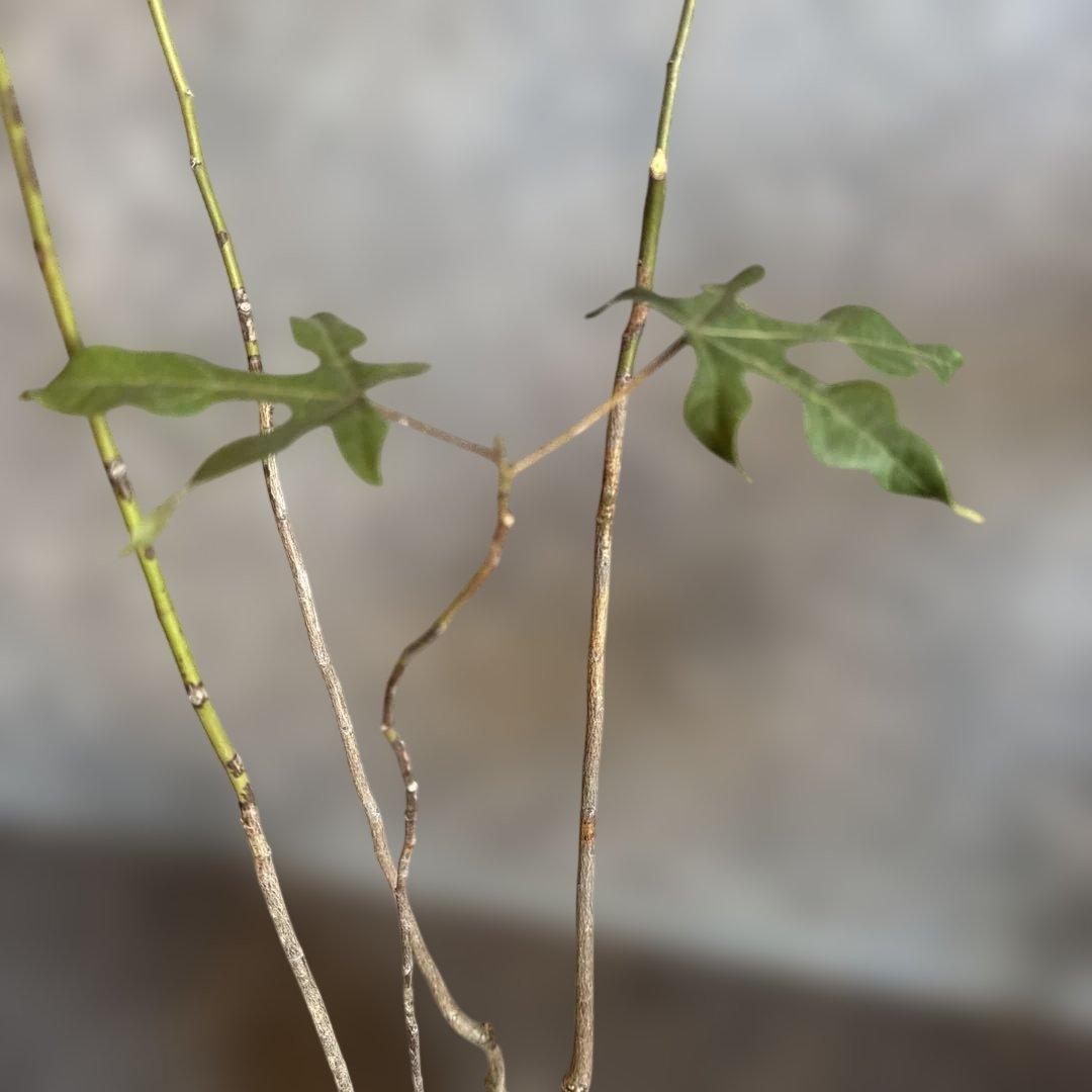 ボトルツリー 2026希少ブラキキトン ディスカラー新芽でてます 鉢付き