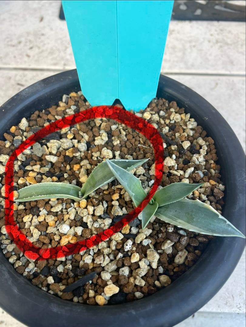 アガベ オバティフォリア MOBY AGAVE オルカ キラー モビー US株