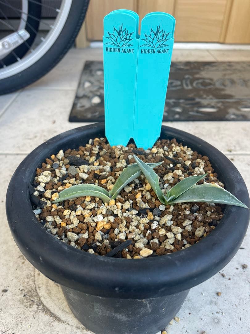 アガベ オバティフォリア MOBY AGAVE オルカ キラー モビー US株