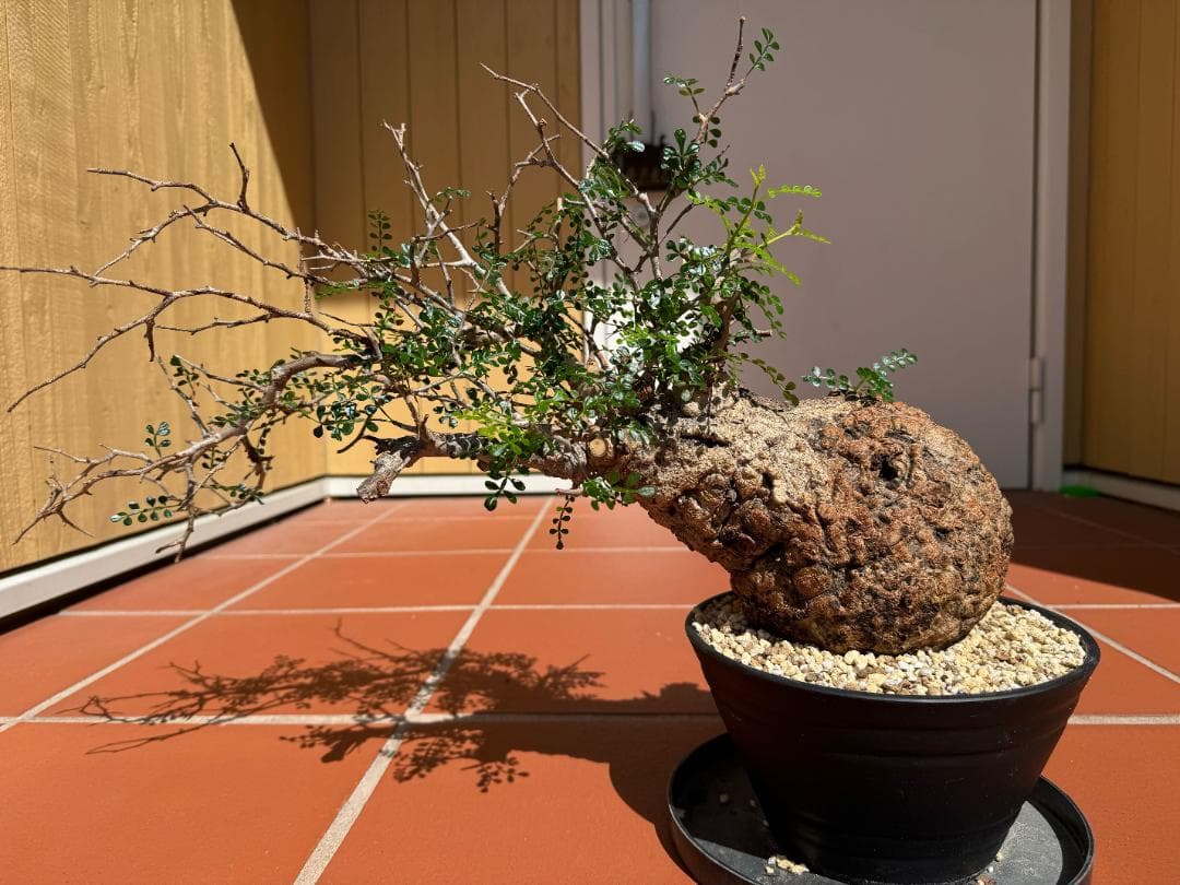 J*I様 【超希少/値下】パキプス 現地球 発根済 塊根植物