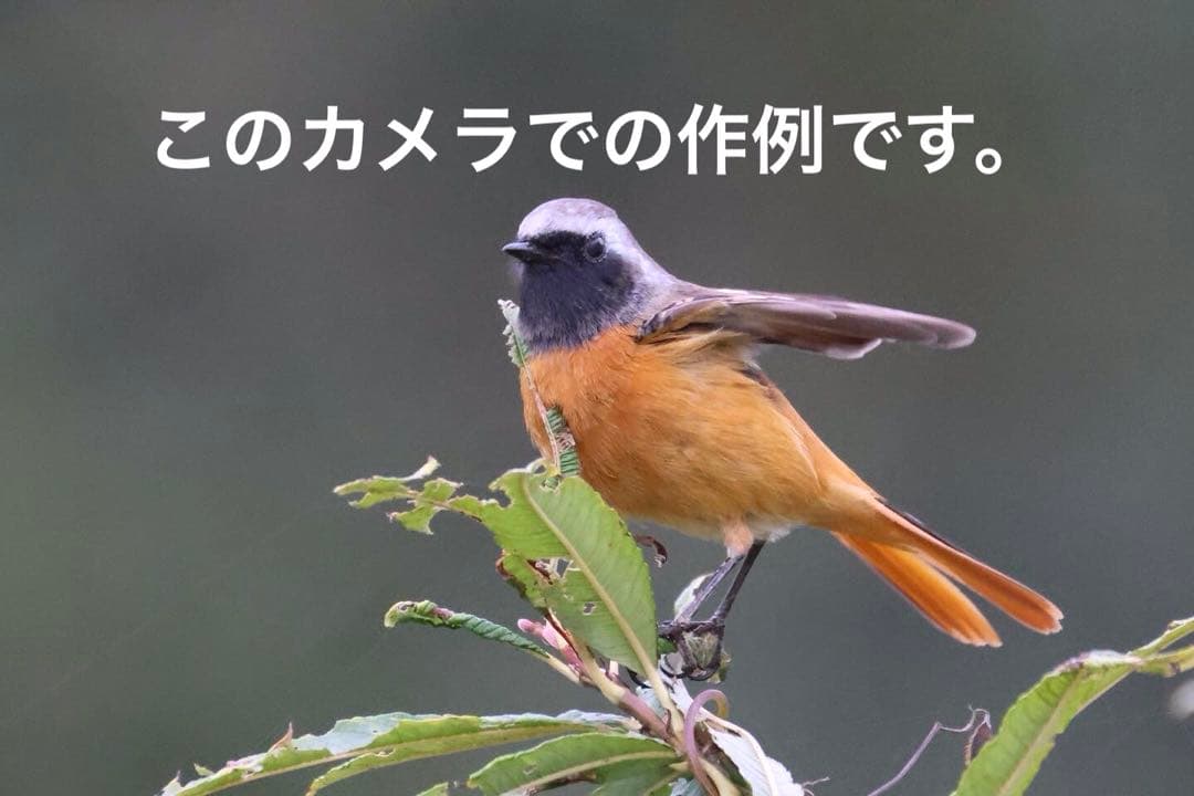 Canon EOS R7 ミラーレス一眼　ボディ