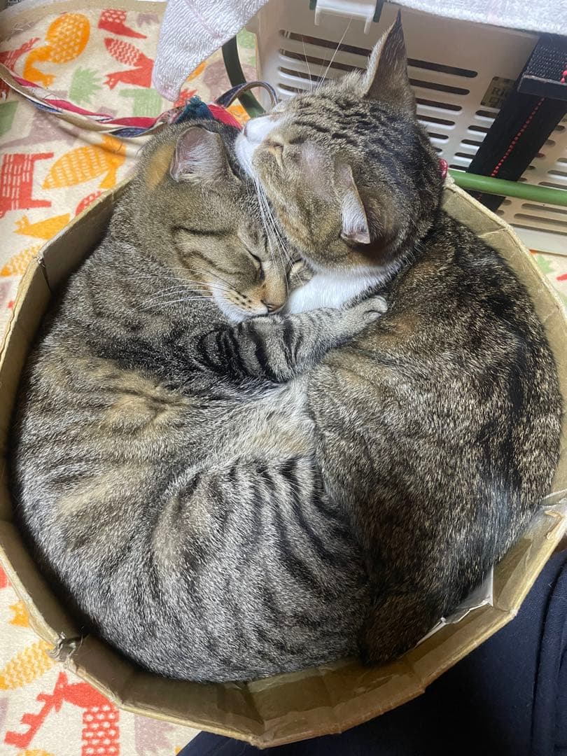 本日限定、大特価‼️ HEALBO (ヘルボ)20個➕大玉2個　液体改質素材