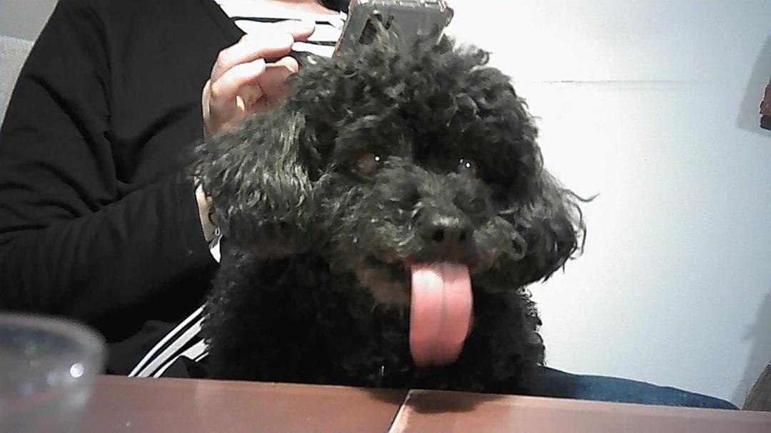 プリントカメラ 子供 インスタントカメラ 4色印刷: 2025年新登場 48po