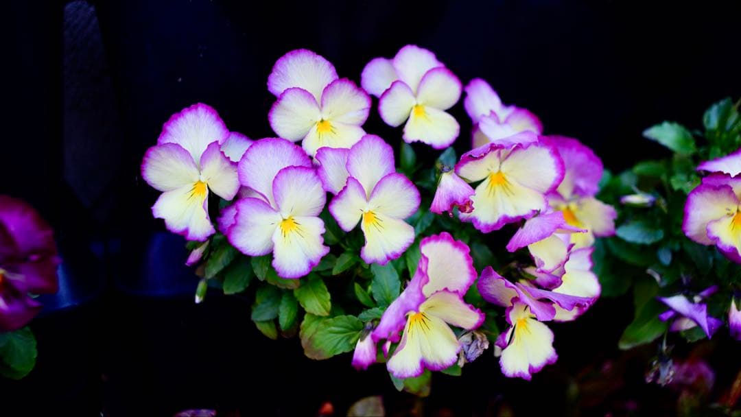 レンズ(単焦点) Carl Zeiss Jena DDR Flektogon 2.4/35mm