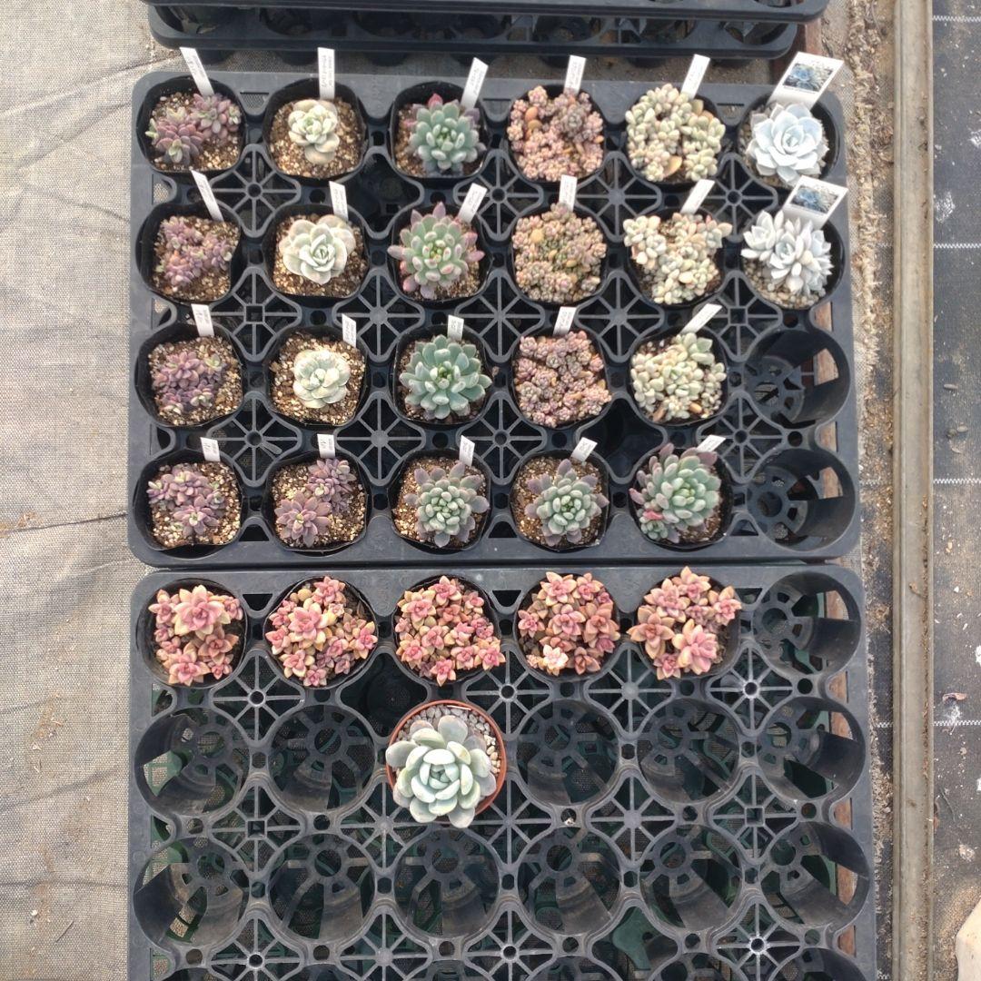 ☆彩之助☆さん専用