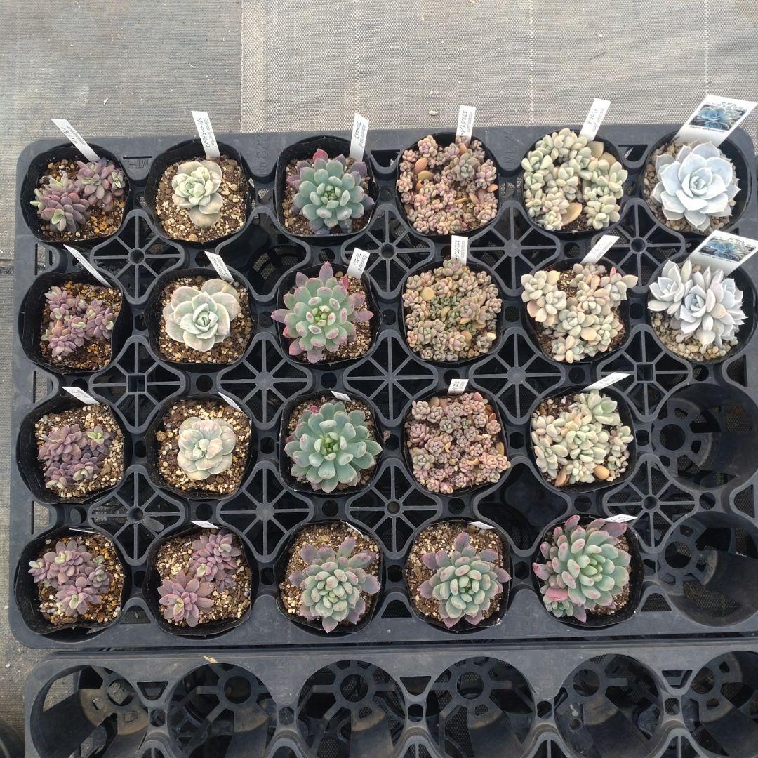 ☆彩之助☆さん専用