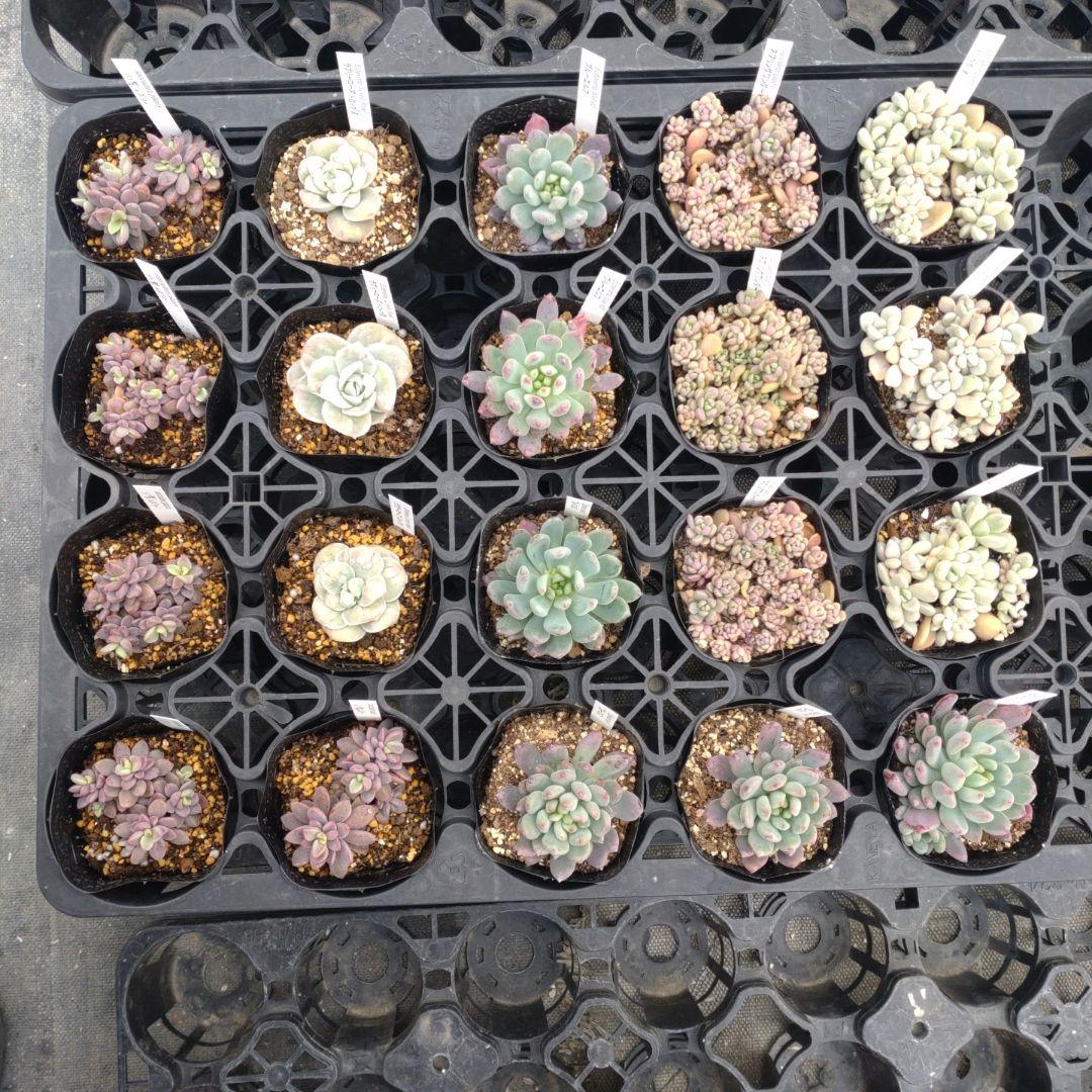 ☆彩之助☆さん専用