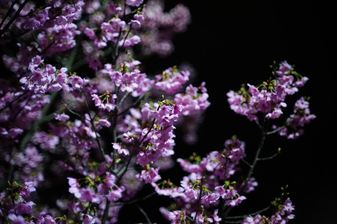 美品 Canon FD 55mm F1.2 S.S.C.