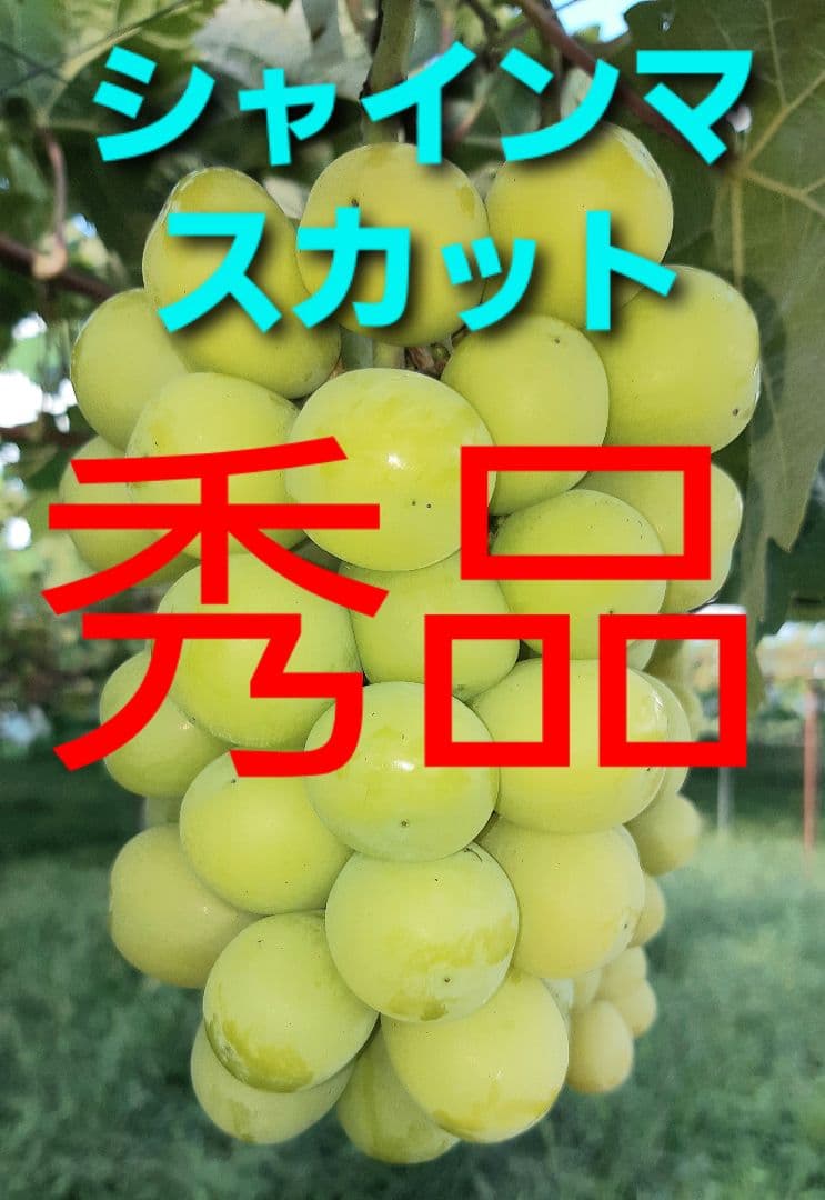 シャインマスカット徳用秀品5キロ入り