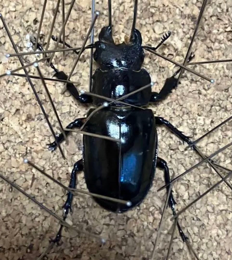 【標本】雌雄モザイク ミヤマクワガタ