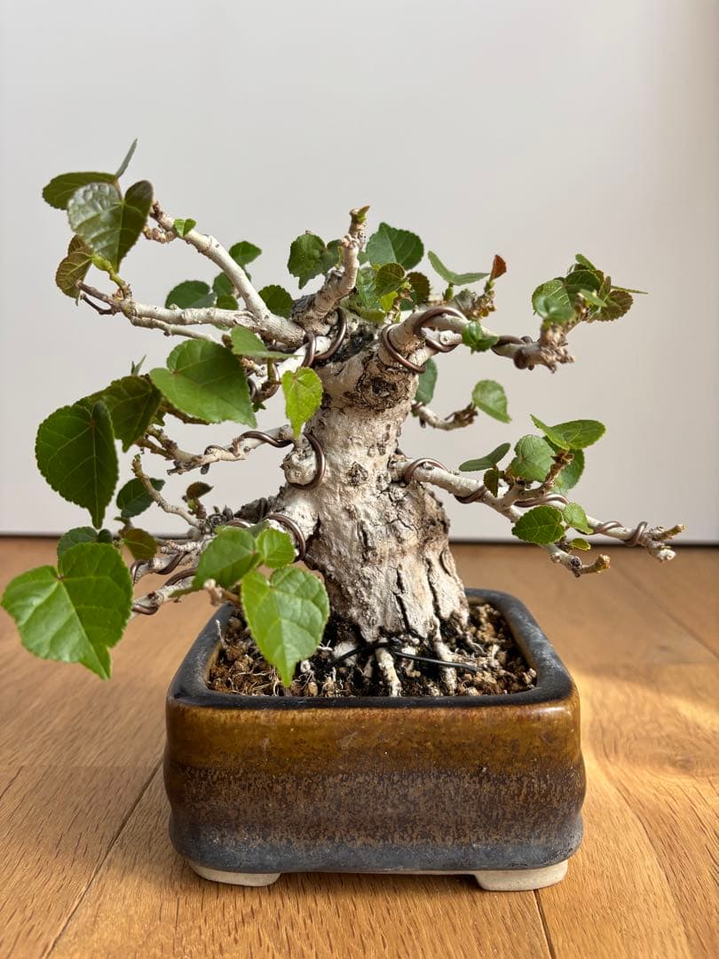 オオハマボウユウナ