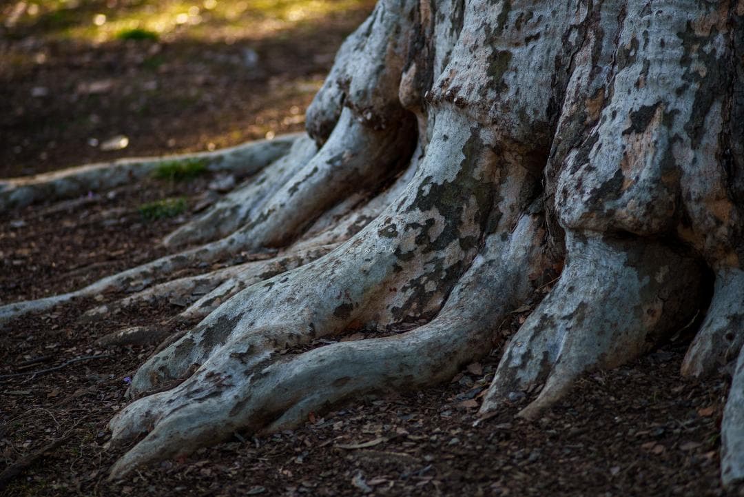 極彩色の中望遠！Carl zeiss Sonnar 100mm F3.5 MMJ