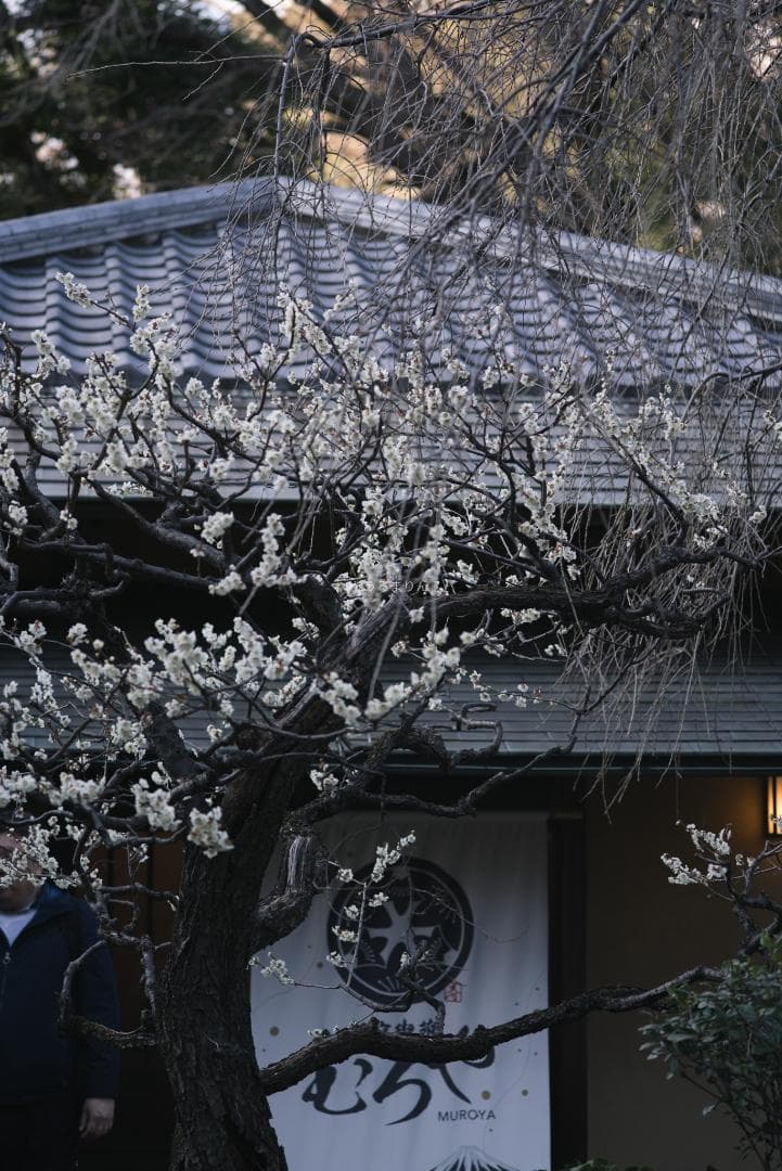 極彩色の中望遠！Carl zeiss Sonnar 100mm F3.5 MMJ