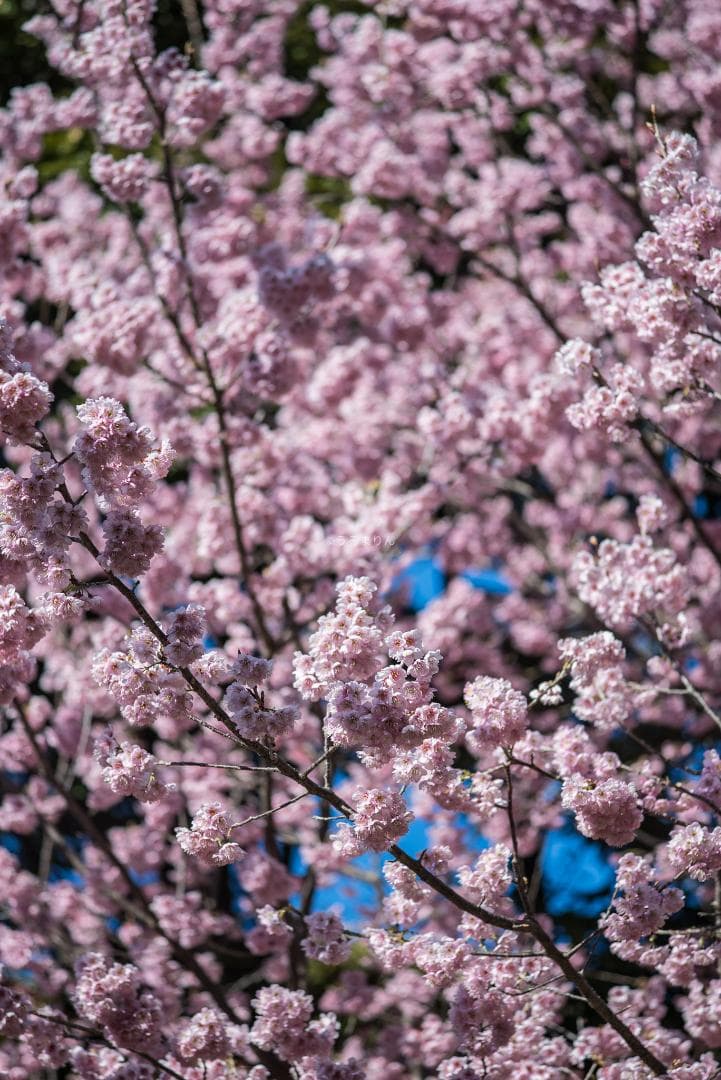 極彩色の中望遠！Carl zeiss Sonnar 100mm F3.5 MMJ