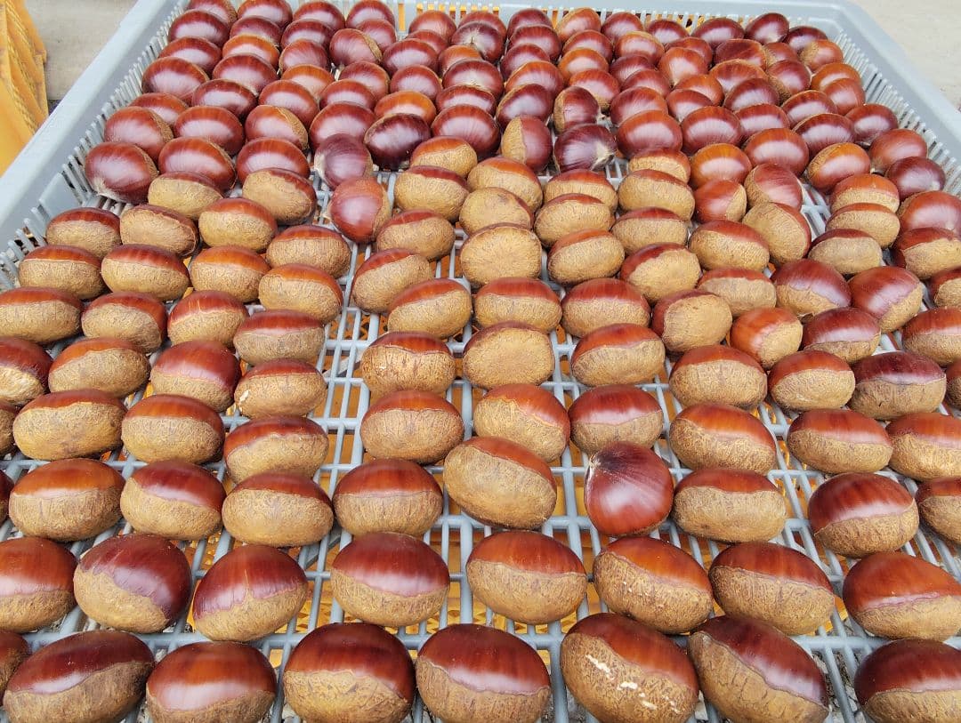 【pan_cham（9/12）】栗　茨城県産　朝収穫　厳選　5kg