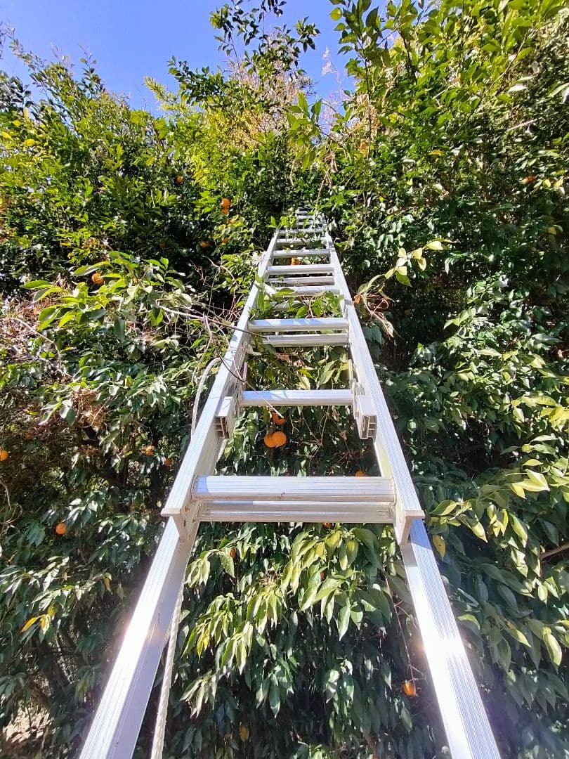 採りたて！！霜降り実生本柚子　１０㌔