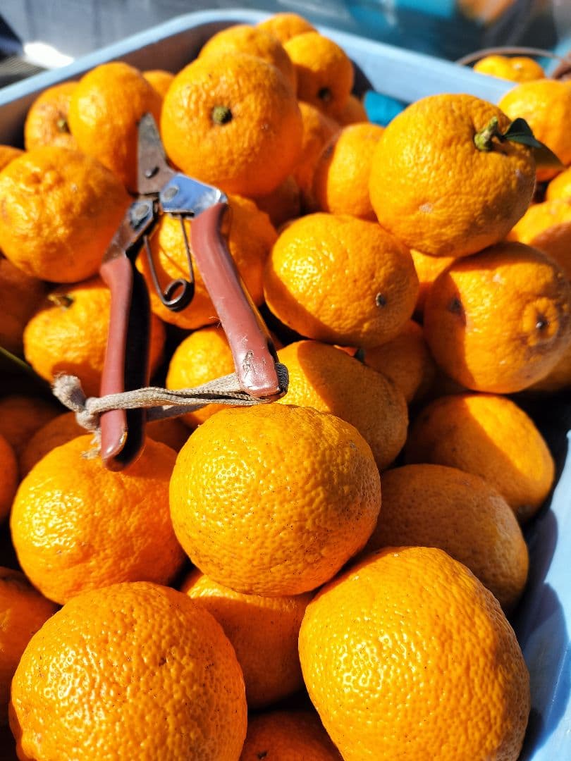 採りたて！！霜降り実生本柚子　１０㌔