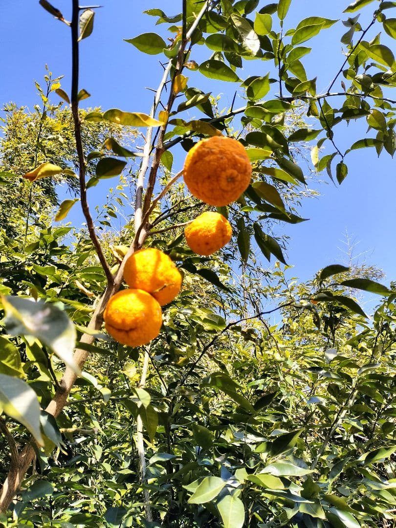 採りたて！！霜降り実生本柚子　１０㌔