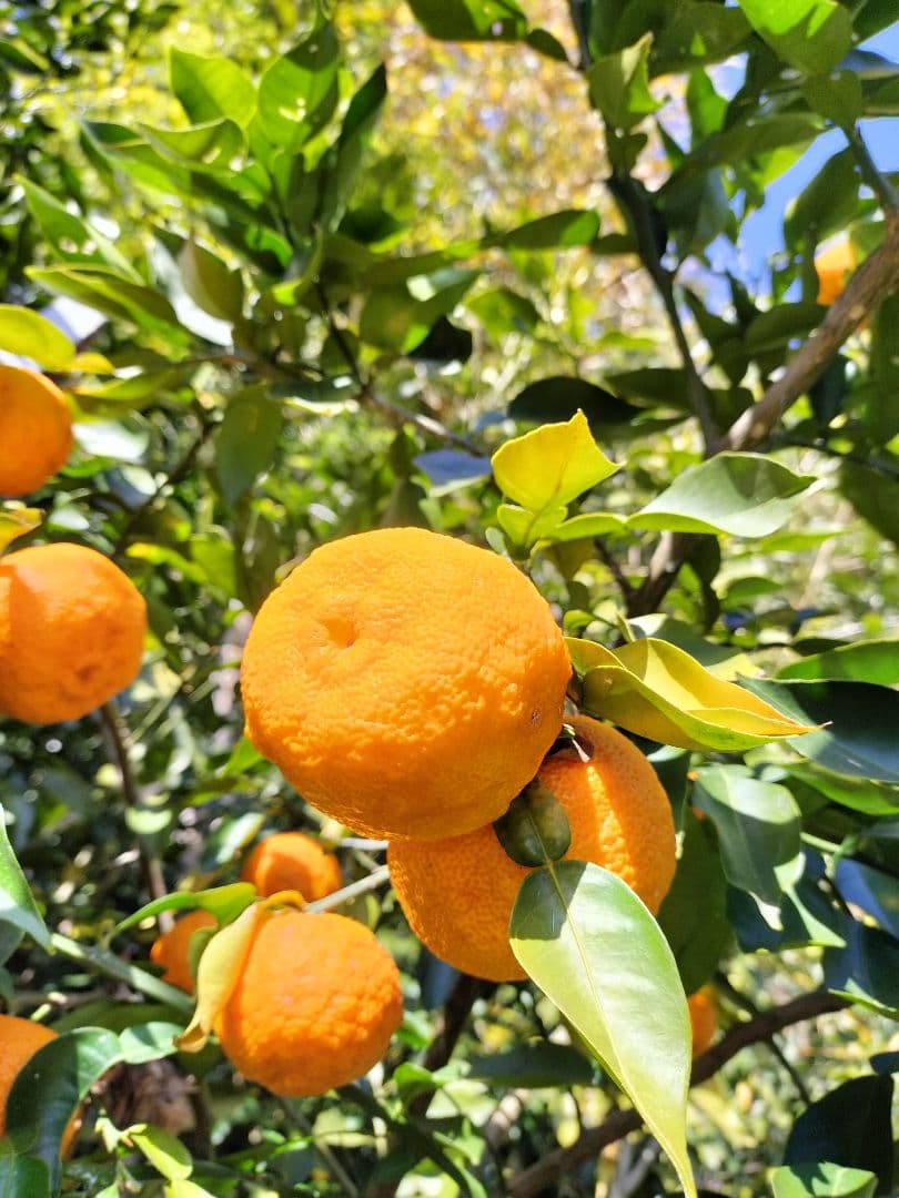 採りたて！！霜降り実生本柚子　１０㌔