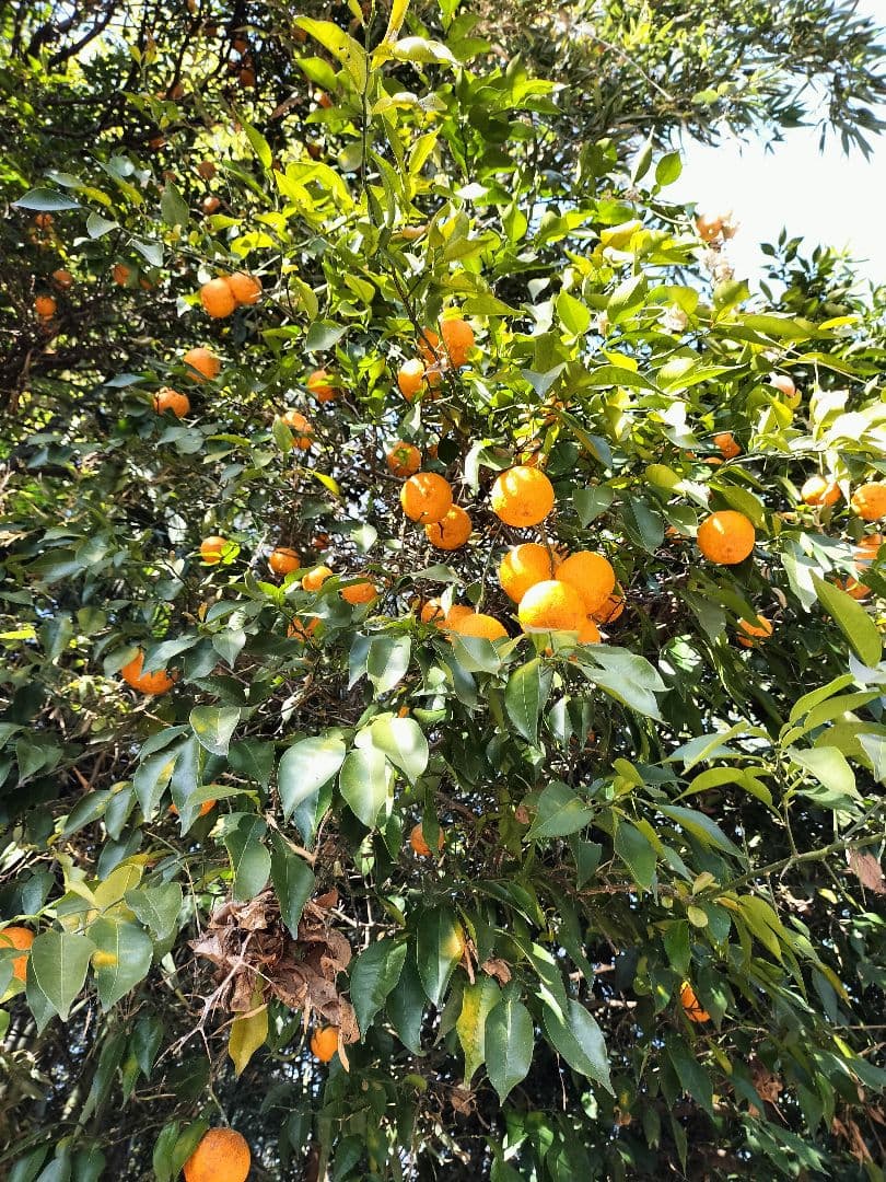 採りたて！！霜降り実生本柚子　１０㌔