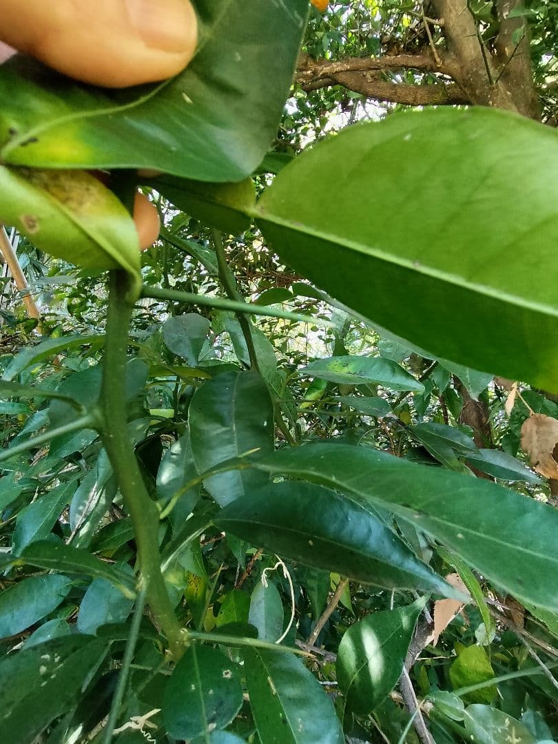 採りたて！！霜降り実生本柚子　１０㌔