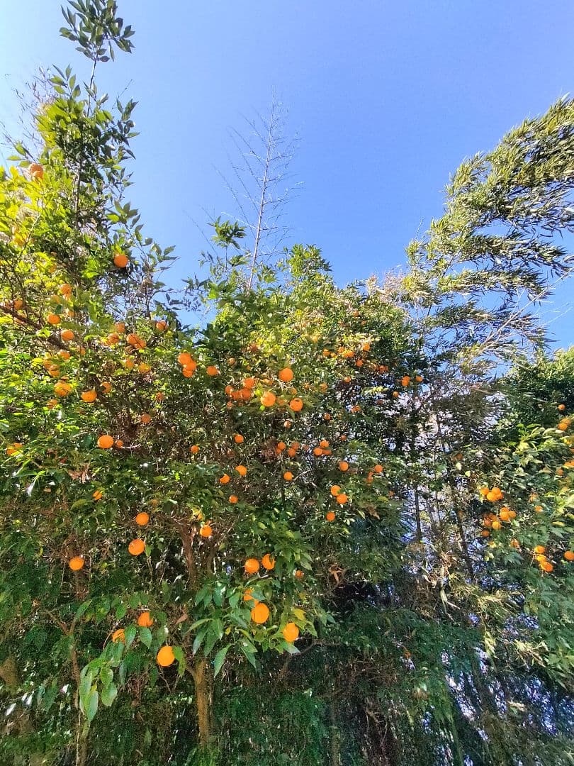 採りたて！！霜降り実生本柚子　１０㌔
