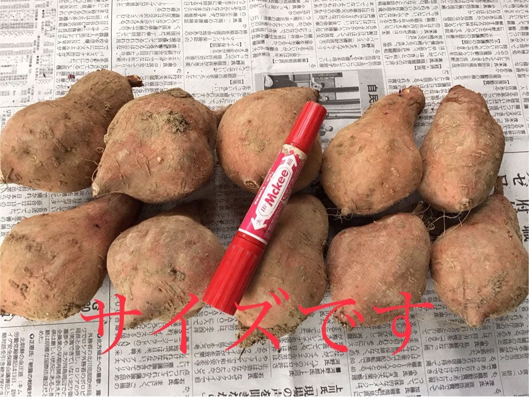 種子島産安納芋　MLサイズ20kgさつまいも王道 焼き芋にどうぞ　#00