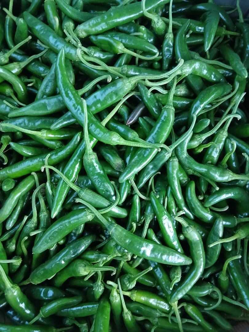 訳アリ良品選別なし 激辛青唐辛子10キロ