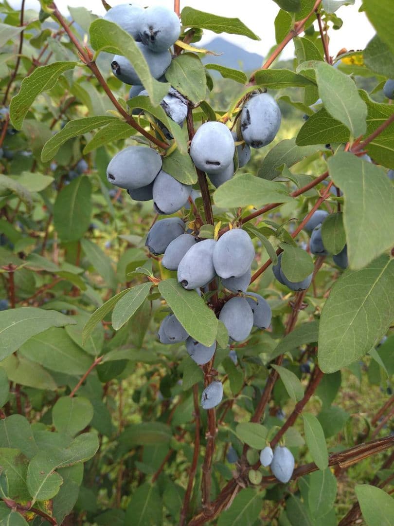 ハスカップ 3キロ