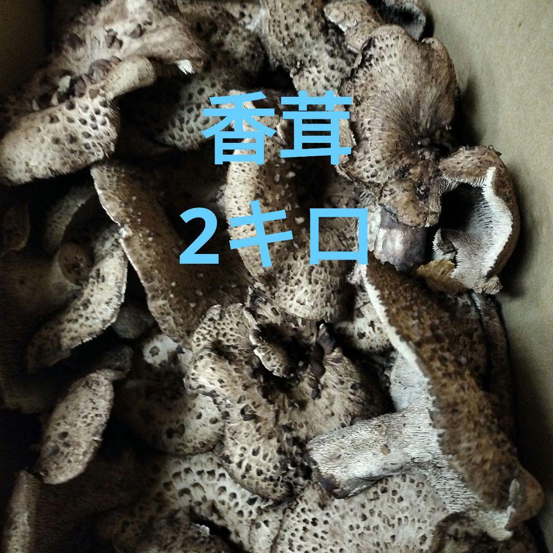 岩手県産香茸2キロ