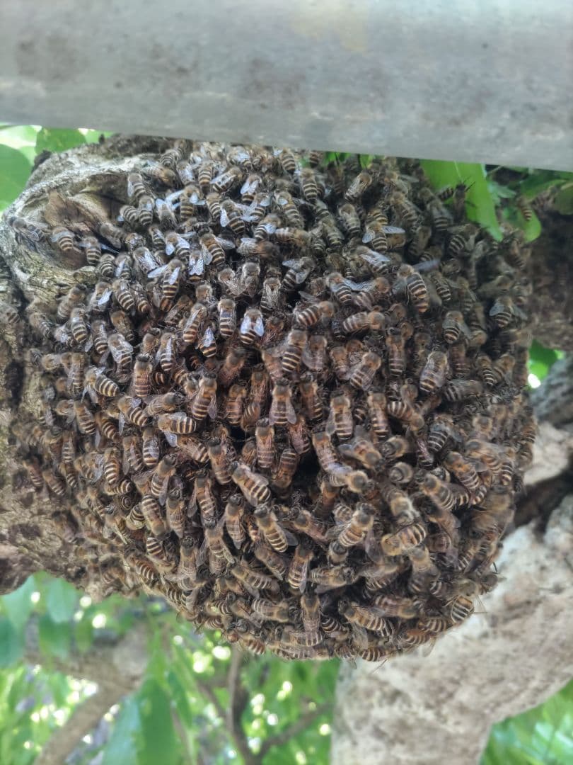 令和７年新蜜　日本みつばちの百花蜜　550ｇ✕4本（2.2㎏）