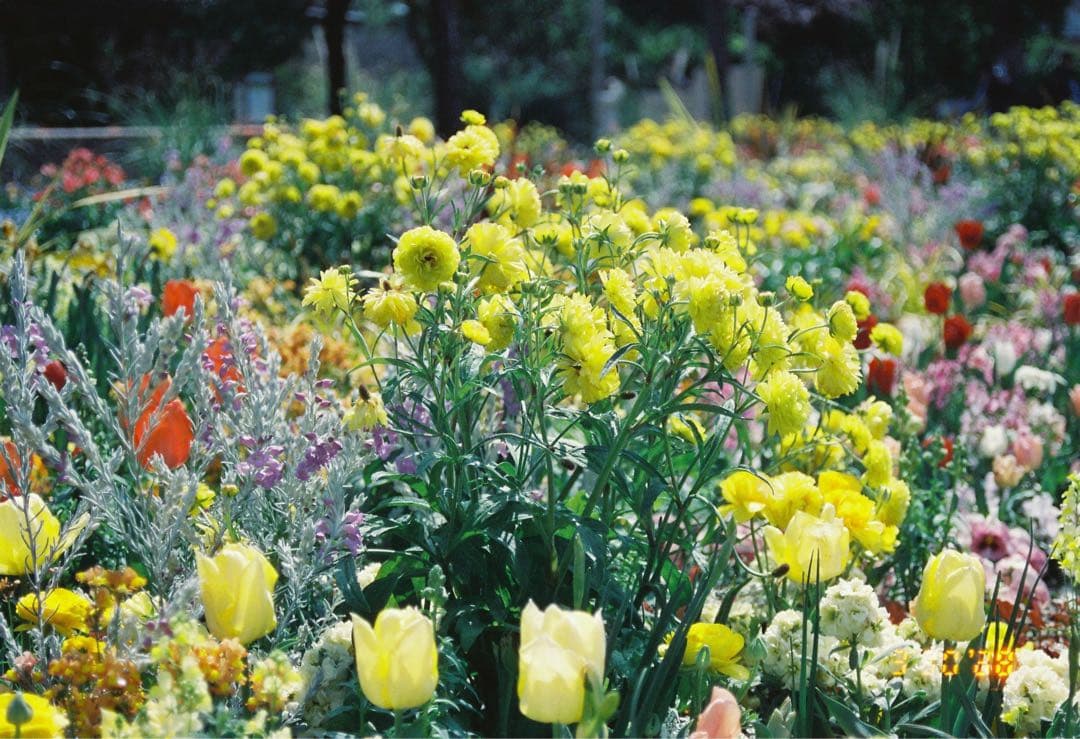 完動品　フィルムカメラNikon F80 レンズセット