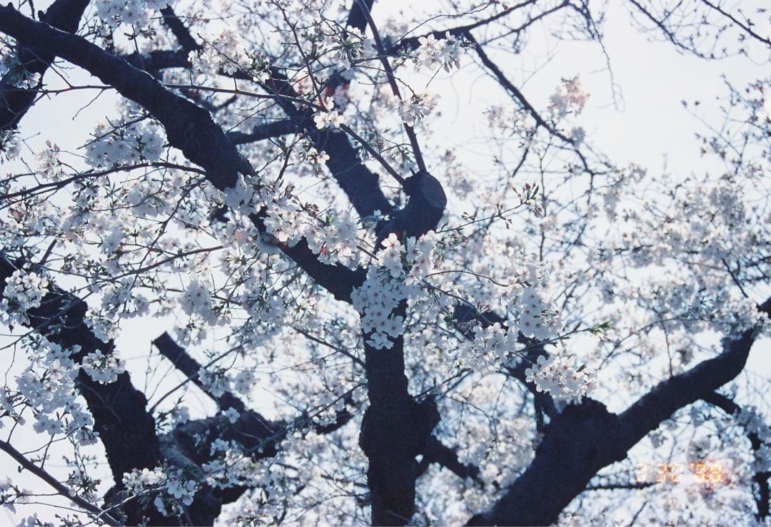 完動品　フィルムカメラNikon F80 レンズセット