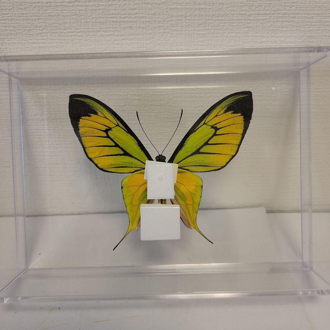 蝶の標本　トリバネチョウの世界(特珍A)