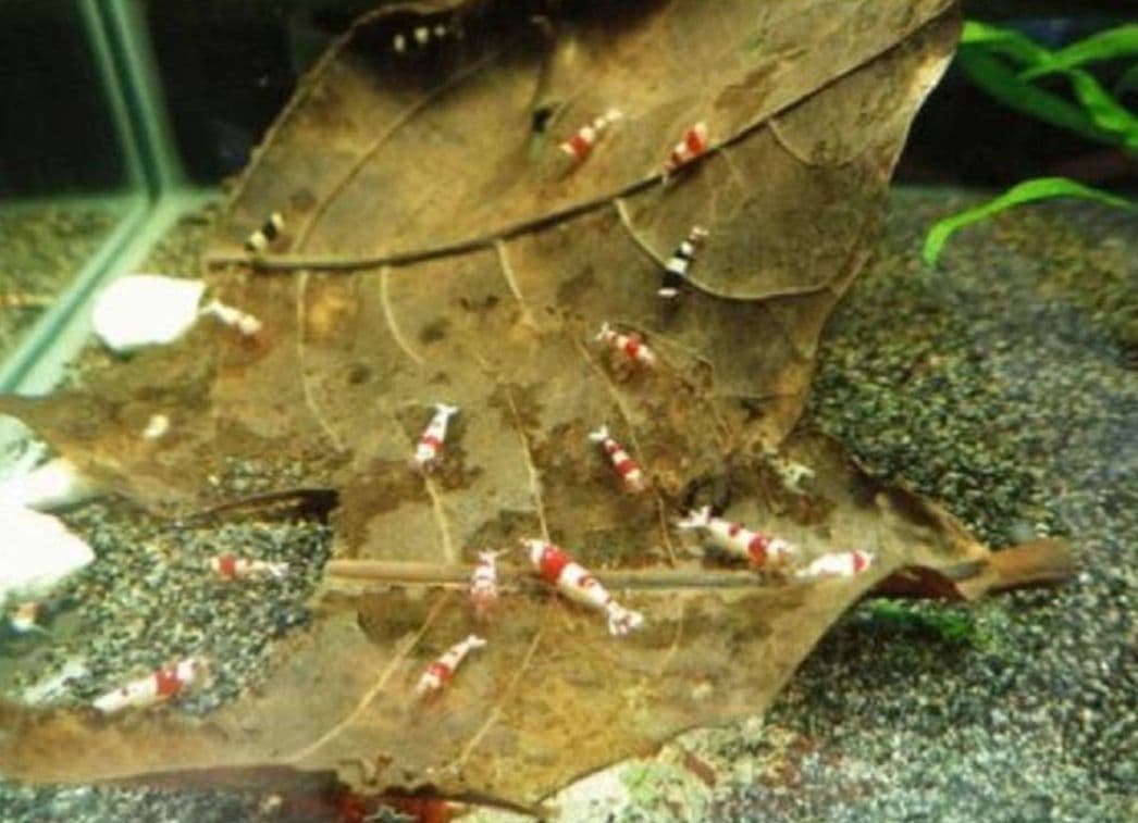 大小様々　無農薬マジックリーフ　天然ももたまな葉　1000　枚