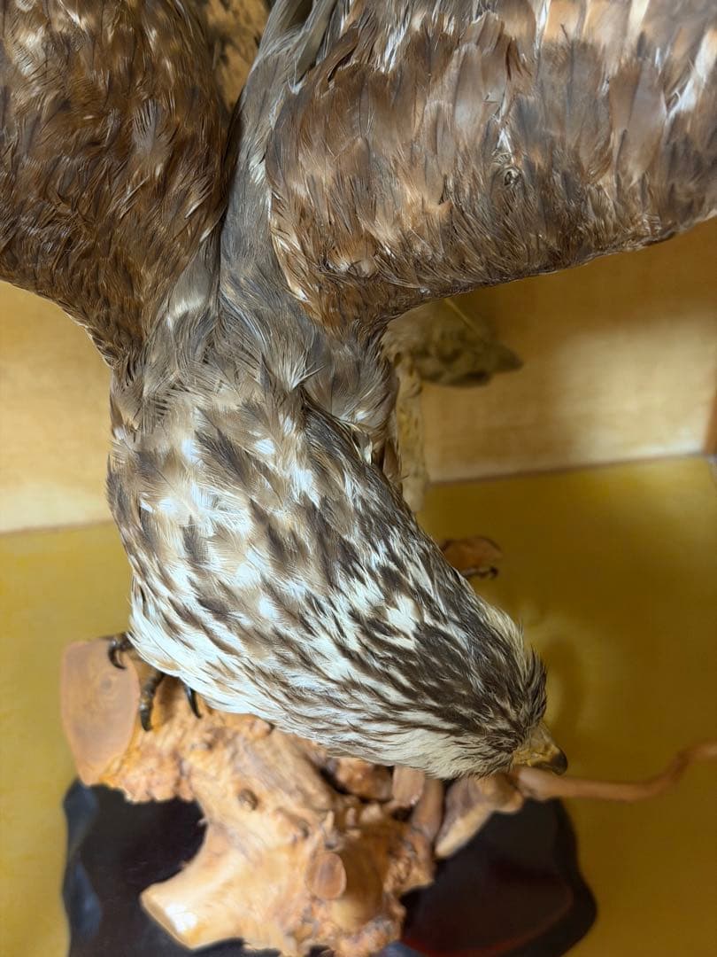 鷹の剥製 ガラスケース付き