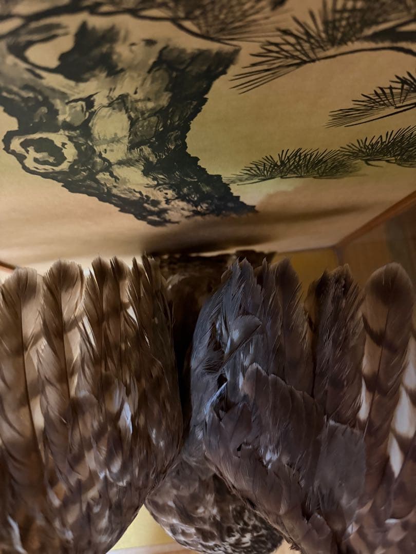 鷹の剥製 ガラスケース付き