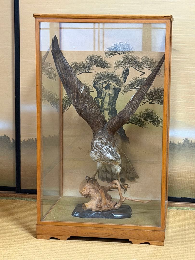 鷹の剥製 ガラスケース付き