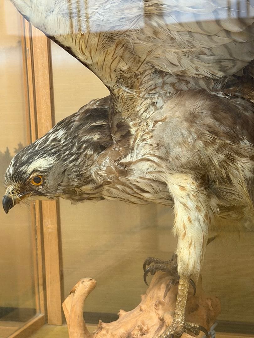 鷹の剥製 ガラスケース付き