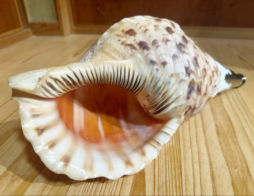 修験道法螺貝36.5㎝山伏　密教　魔除け　熊よけ❣️ほら貝　ホラガイ