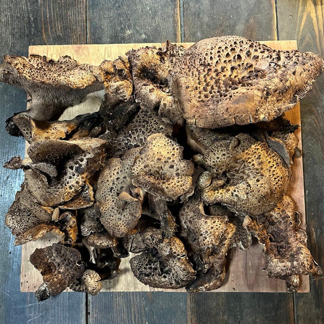 ⚠️専用　香茸　岩手郡雫石町産　2.3kg