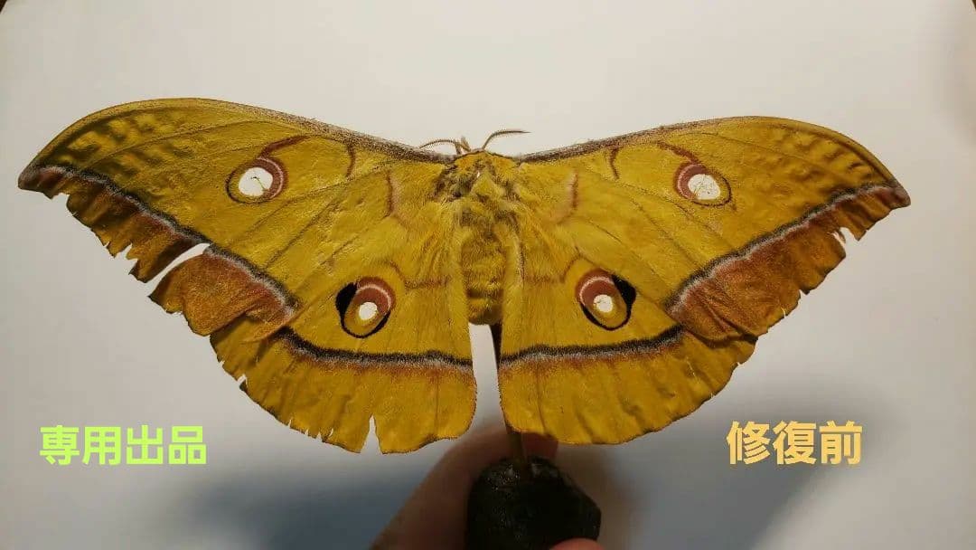 くなりみい出品 立体標本8点