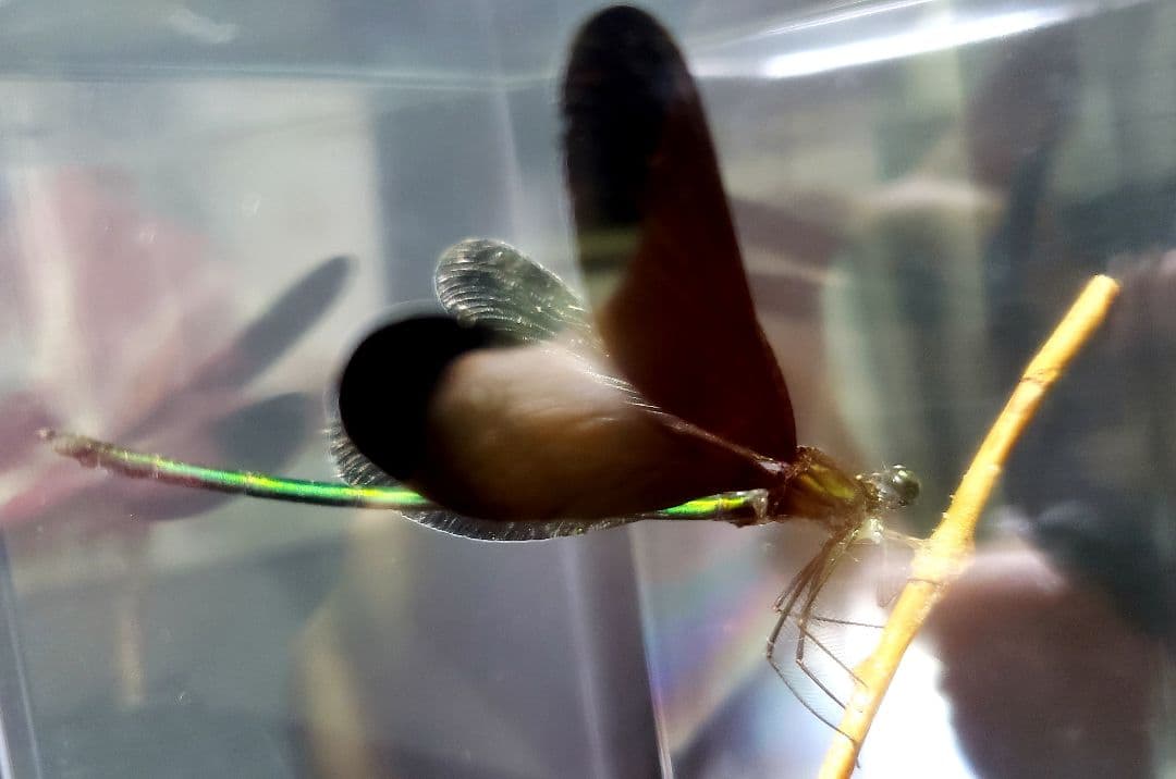 くなりみい出品 立体標本8点