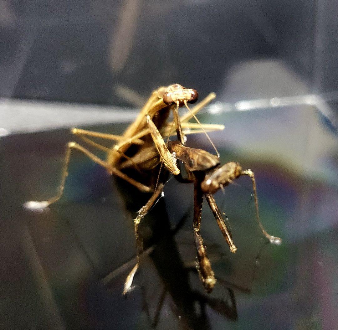 くなりみい出品 立体標本8点