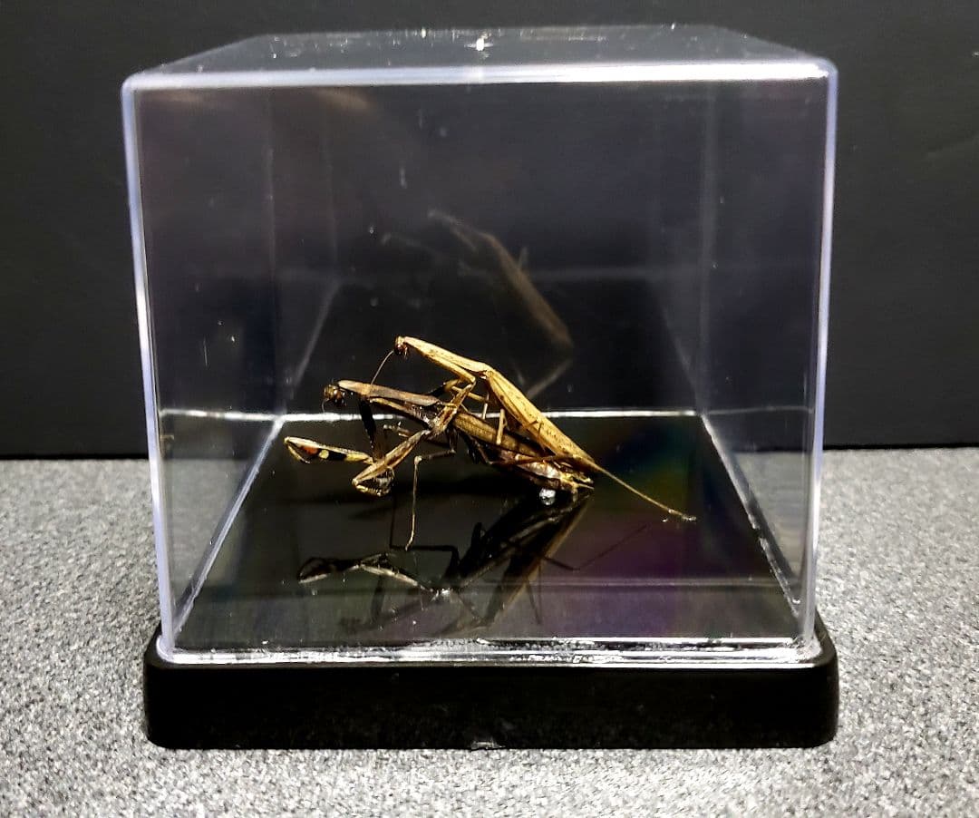 くなりみい出品 立体標本8点