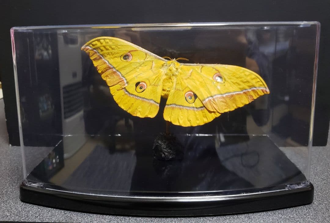 くなりみい出品 立体標本8点